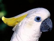 pappagallo2
