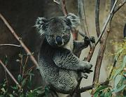 koala-3
