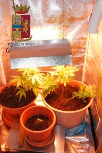 canapa coltivata villa s. giovanni canapa coltivata villa s. giovanni