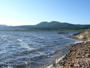 pietre nere e vegetazione in acqua