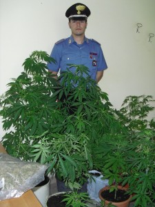 sequestro piante droga sequestro piante droga