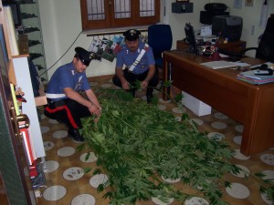 canapa indiana sequestrata canapa indiana sequestrata