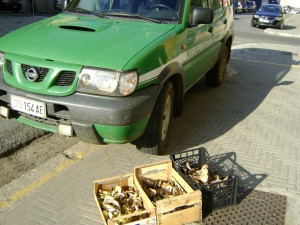 corpo forestale-funghi non commestibili corpo forestale-funghi non commestibili