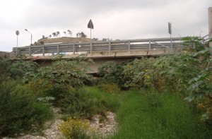 sotto ponte coperto da fitta vegetazione spontanea sotto ponte coperto da fitta vegetazione spontanea