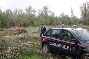 abbattuti ulivi secolari confiscati
