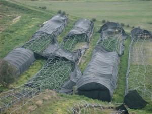 danni azienda callea bova