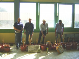 ogr piantagione marjuana ogr piantagione marjuana