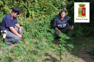 piantagione cannabis 2 fiumara