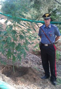 piantagione oppido piantagione oppido