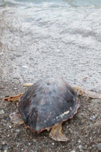 caretta caretta AMENDOLARA