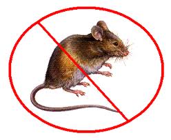 derattizzazione derattizzazione