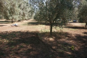 omicidio gheorge omicidio gheorge