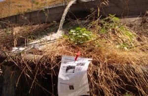 torrente oliveto torrente oliveto