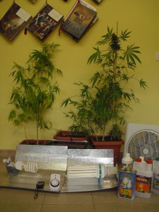 cannabis rinvenuta cc