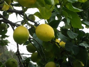 limone limone