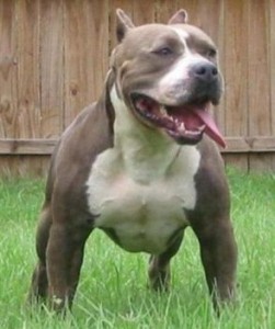 pitbull pitbull