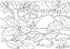 disegni da colorare cappuccetto_verde 3
