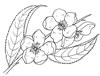 disegni da colorare fiori 5
