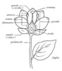 disegni da colorare fiori 6