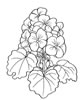 disegni da colorare fiori 10