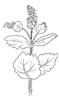 disegni da colorare fiori 13