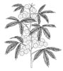 disegni da colorare fiori 14