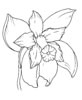 disegni da colorare fiori 17