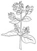 disegni da colorare fiori 18