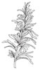 disegni da colorare fiori 23