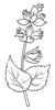 disegni da colorare fiori 24