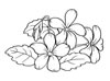 disegni da colorare fiori 26