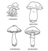 disegni da colorare funghi 1