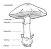 disegni da colorare funghi 2