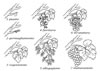 disegni da colorare cicli produzione vino