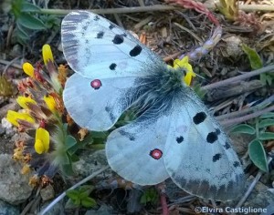 Parnassius apollo