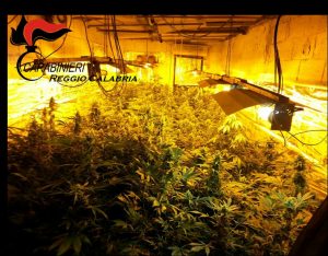 serra marijuana bovalino