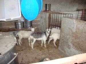 centrale macellazione clandestina