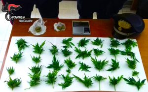 marijuana arresto