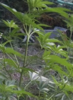 Coltivazione di cannabis a Bagaladi, in arresto due melitesi