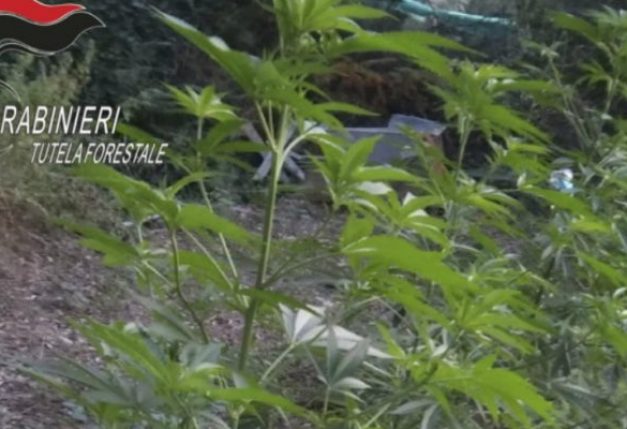 Coltivazione di cannabis a Bagaladi, in arresto due melitesi