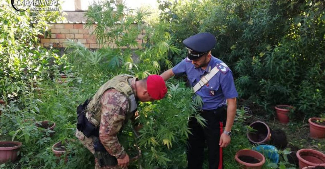 Rivenuta piantagione di canapa indiana a Montebello Jonico