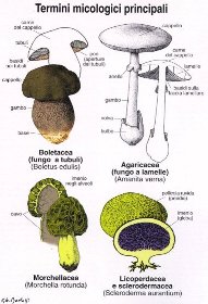 principali termini micologici 