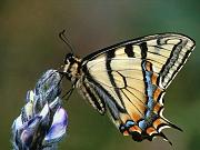 Butterfly32_1024