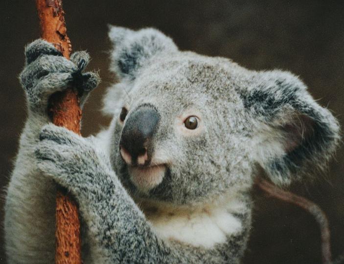 koala-1