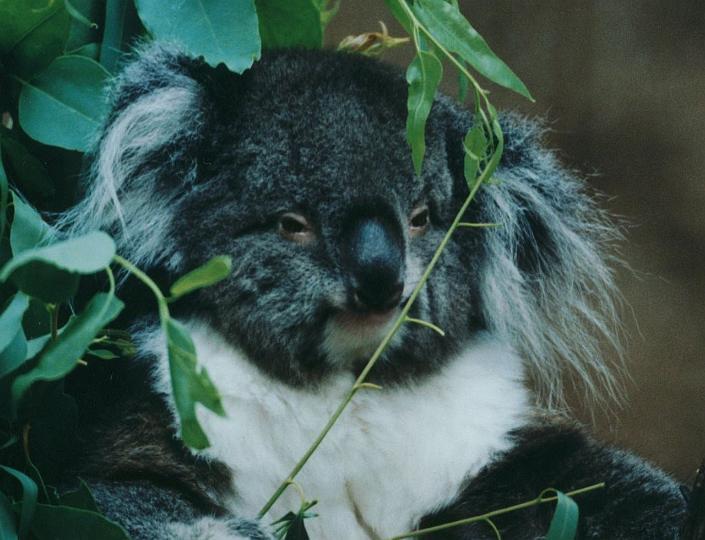 koala-2