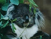 koala-2