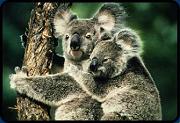 koala-4
