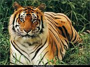 tigri-4