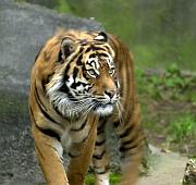 tigri-6