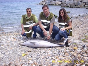 rinvenimento delfino rangers